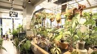 観葉植物リサイクル人気のワケ「一個一個ストーリーがある」　捨てずに“生まれ変わらせる”工夫も
