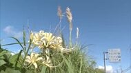 秋の訪れ　日南市北郷町のパンパスグラスとヒガンバナ
