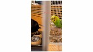 「おいしかった?」「……」ごはん中の柴犬にインコが“マシンガントーク”するも完全無視?二匹の関係を聞いた