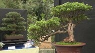 秋の風情を艶やかに表現『さつき盆栽展』丹精込めた46点が会場彩る～例年より夏涼しく順調に生育…百合が原公園で23日まで〈北海道札幌市〉
