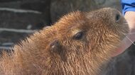 いしかわ動物園の癒し系「カピバラ」　飼育員さんだけに見せる“ある姿”に癒される【石川発】