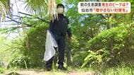 「８分間人おとり法」で調査　仙台市がデング熱などの感染症予防へ蚊の生息状況を調べる