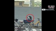 【独自取材】カラス“置き引き”の瞬間!自転車カバー外し…狙っ…