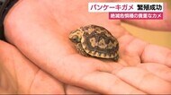 ちっちゃい!甲羅が“パンケーキ” 絶滅危惧種カメの繁殖に成功 静岡・河津町