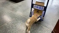 〈いきもの探検隊〉3万いいね! 働き者の”秋田犬” 大きな尻尾も特徴 ♪【新潟・長岡市】