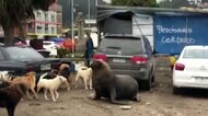 シャチと強風に追われ... トドの大群が出現 チリ