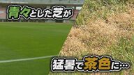 猛暑でスタジアムの芝も…Jリーグベストピッチ賞受賞の“ビッグスワン” 10月には日本代表戦も整備に苦慮