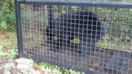 クマ捕獲「報酬低すぎる」自治体は「十分な予算ない」…要件緩和や基準統一を求める声も　東北の市町村7割超が国の交付金増額を要求