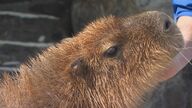 いしかわ動物園の癒し系「カピバラ」　飼育員さんだけに見せる“ある姿”に癒される【石川発】