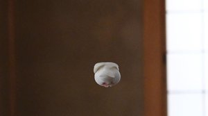 空飛ぶ大福!? 羽を出さずに飛ぶ「文鳥の後ろ姿」が話題…撮影時の状況を聞いた