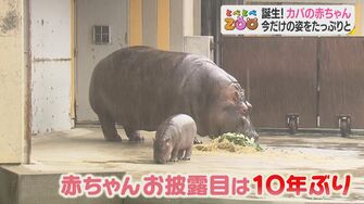 赤ちゃんカバが10年ぶりに誕生 お母さんの真似するかわいい仕草に癒やされる 愛媛発