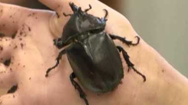 “左はオス 右はメス”のカブトムシ発見!「雌雄型」は他の昆虫もいた