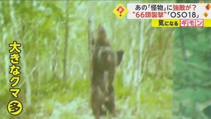 【怪物ヒグマに強敵】“牛66頭襲撃”OSO18　さらに巨大なクマ出現で　行動範囲狭まっている可能性　北海道
