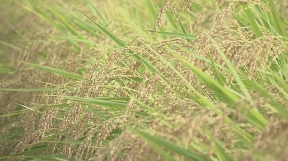 県南ひとめぼれ 7年ぶり「特Ａ」獲得　コメの食味ランキング　岩手県