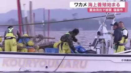 重油流出で壊滅的被害を受けた塩釜市でワカメの養殖が始まる　例年通りの作業開始に「一安心」〈宮城〉