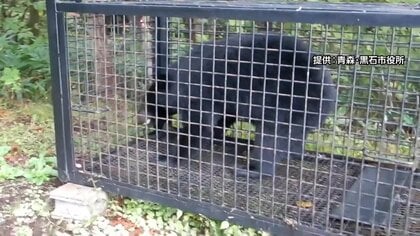 クマ捕獲「報酬低すぎる」自治体は「十分な予算ない」…要件緩和や基準統一を求める声も　東北の市町村7割超が国の交付金増額を要求