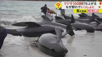 【100頭の群れ】海岸に打ち上がるクジラ、その日に約50頭死ぬ　必死の救助も海に戻せず…安楽死　オーストラリア