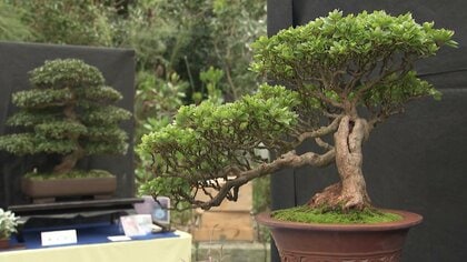 秋の風情を艶やかに表現『さつき盆栽展』丹精込めた46点が会場彩る～例年より夏涼しく順調に生育…百合が原公園で23日まで〈北海道札幌市〉