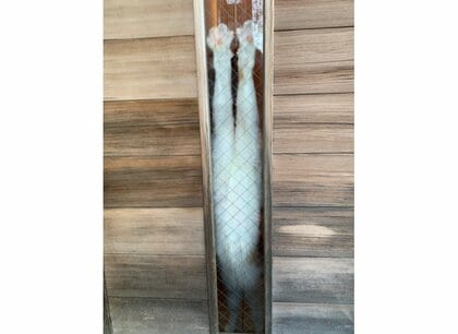 玄関での猫の“伸び～るお見送り”が盛大! 「頑張るしかないわ」飼い主に状況を聞いた