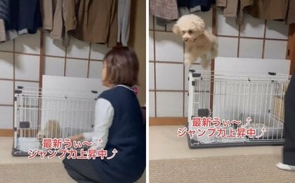 「うぃ～」驚異のジャンプ力で脱走する犬に爆笑…毎回こうなるのか飼い主に聞いた