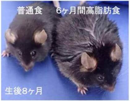 脂っこい食生活がやっぱり「薄毛」の要因になる!? マウス実験で解明されたメカニズムを研究者に聞いた