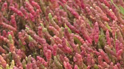 絶滅危惧種の貴重な植物「アッケシソウ」浅口市寄島町で紅葉宣言…”赤いじゅうたん”広がる【岡山】