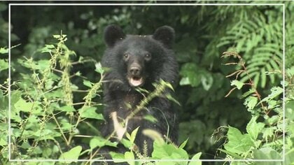 きれいな芝生広がる河川敷が、ある場所を境に草木生い茂る藪に…「クマの出没が心配」と近隣住民から意見が届く
