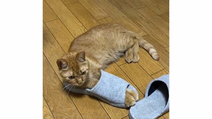 レッグウォーマーなの？スリッパに前脚を入れてくつろぐ猫が独特すぎる…何が良かったのか飼い主に聞いた