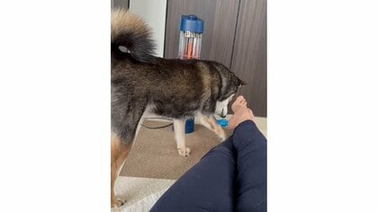 「ちょっとどいてください」ストーブ前で寝たい柴犬が前足で飼い主をチョイチョイ…寒い時期の定位置なのか聞いた