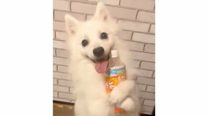 カメラ目線でペットボトルをギュッ！“究極に可愛い芸”を覚えた犬に反響…どれくらい練習したのか聞いた