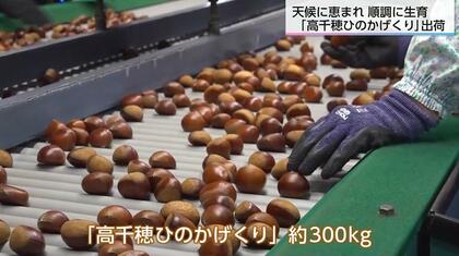 栗12kg ※取引中 秋の味覚「高千穂ひのかげくり」出荷始まる 宮崎の自然の中で順調に