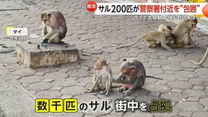 200匹の猿が収容施設から大脱走…警察署付近を“包囲”する 増加原因は
