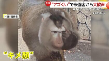 アゴくい”ポーズに大歓声!「ブタオザル」大人気の“キメ顔”は アゴくい”ポーズに大歓声!「ブタオザル」大人気の“キメ顔”は