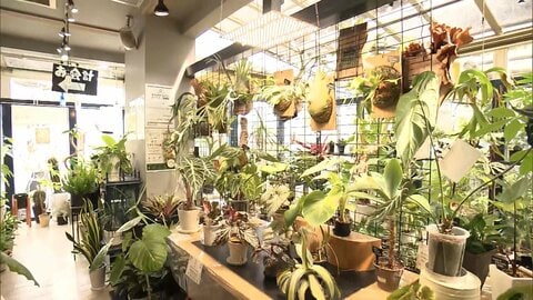 観葉植物リサイクル人気のワケ「一個一個ストーリーがある」　捨てずに“生まれ変わらせる”工夫も