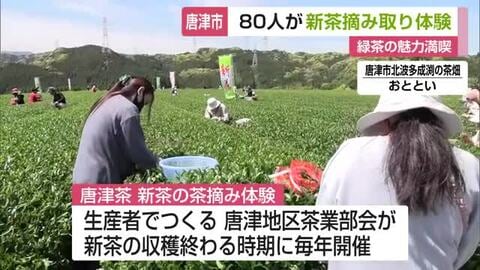 「茶葉の天ぷら」に「お茶アイス」も　唐津・北波多の茶畑で新茶の摘み取り体験【佐賀県】