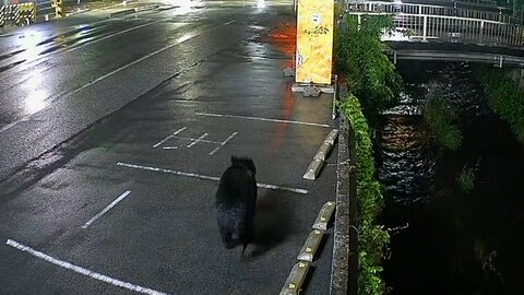 「もう1匹いるかも」宇都宮の住宅地にクマ　捕獲後も生活に変化　短い距離でも“タクシー移動”増加　“2頭目”に警戒続く