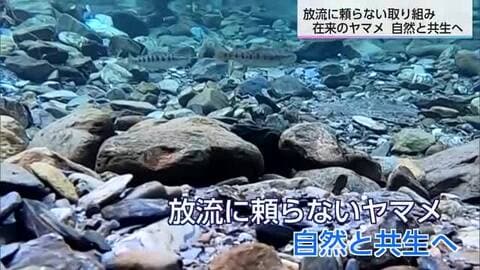 “渓流の女王”ヤマメを守る！　晩秋の上小丸川でヤマメの産卵場づくり