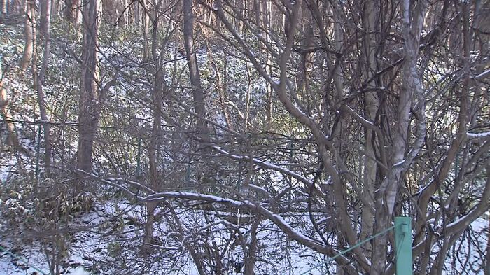 クマが来たとされる円山原生林