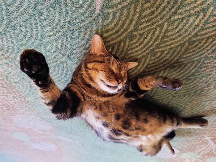 こう見えて、半野良猫