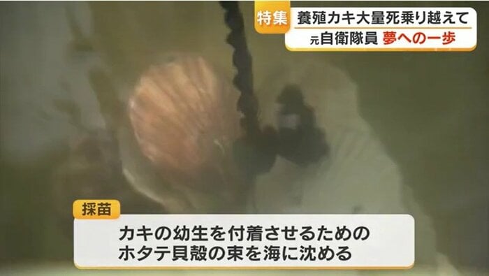 「採苗」