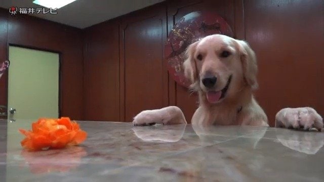 フロントでお客さんを出迎える看板犬の音くん