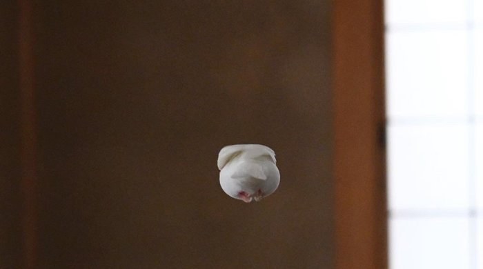空飛ぶ大福!? 羽を出さずに飛ぶ「文鳥の後ろ姿」が話題…撮影時の状況を聞いた