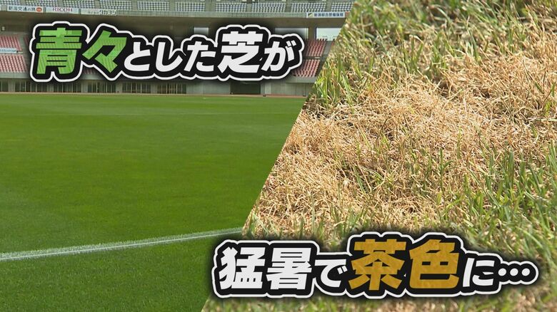 猛暑でスタジアムの芝も…Jリーグベストピッチ賞受賞の“ビッグスワン” 10月には日本代表戦も整備に苦慮｜FNNプライムオンライン