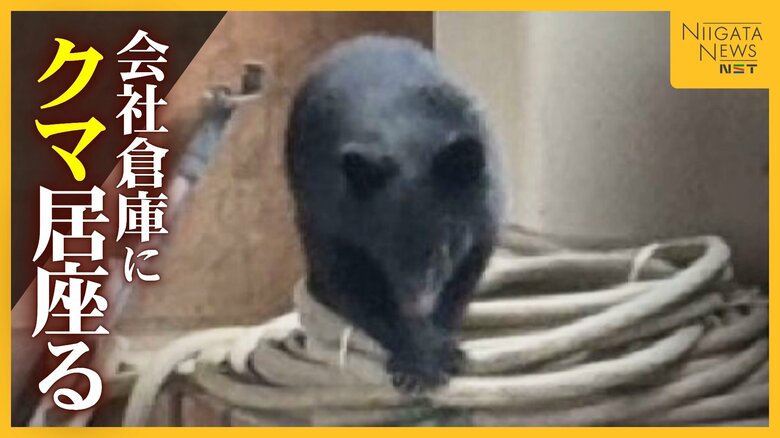 【捕獲までの一部始終】建設会社倉庫に居座った“子グマ”…約5時間後に緊急銃猟で捕獲 侵入前には周囲うろつく様子も|FNNプライムオンライン