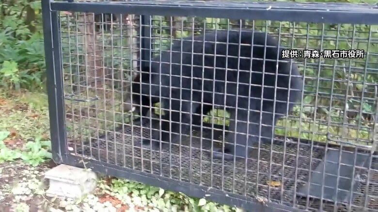 クマ捕獲「報酬低すぎる」自治体は「十分な予算ない」…要件緩和や基準統一を求める声も　東北の市町村7割超が国の交付金増額を要求｜FNNプライムオンライン