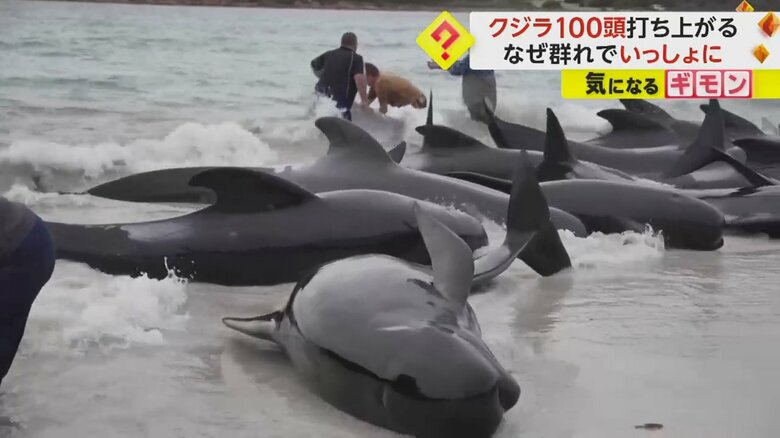 【100頭の群れ】海岸に打ち上がるクジラ、その日に約50頭死ぬ　必死の救助も海に戻せず…安楽死　オーストラリア｜FNNプライムオンライン