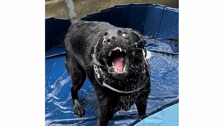 「す、すごい顔！！」全力でプールを楽しむ愛犬の様子に飼い主は困惑？普段の可愛らしい姿を見せてもらった｜FNNプライムオンライン