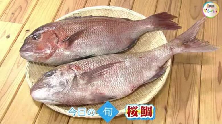 【瀬戸内旬紀行】今が旬！「桜鯛」と「アカニシ」鮮魚のプロがおススメ料理と選び方を紹介【岡山・香川】｜FNNプライムオンライン