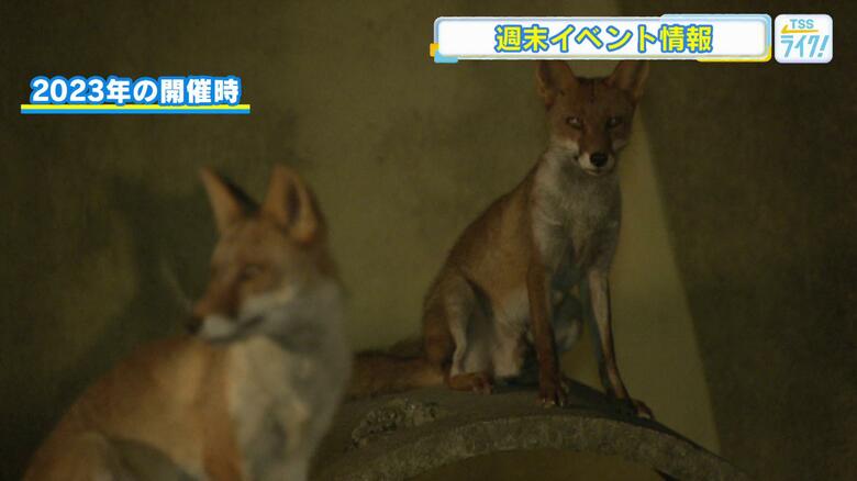 【広島おでかけ情報】安佐動物公園ではナイトサファリ　イオンモール広島府中ではドローンサッカーの体験会｜FNNプライムオンライン