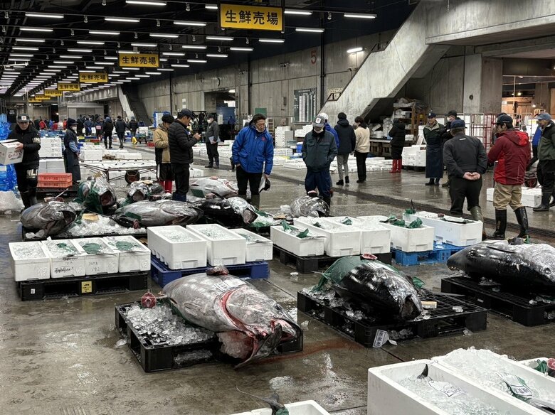 「こんなの見たことがない」異例の事態に漁業関係者も驚き…競りに並ぶ“大量のマグロ”100キロ超のサイズも10本以上_イワシの大群を追って漁場に集まった？〈北海道函館市〉｜FNNプライムオンライン